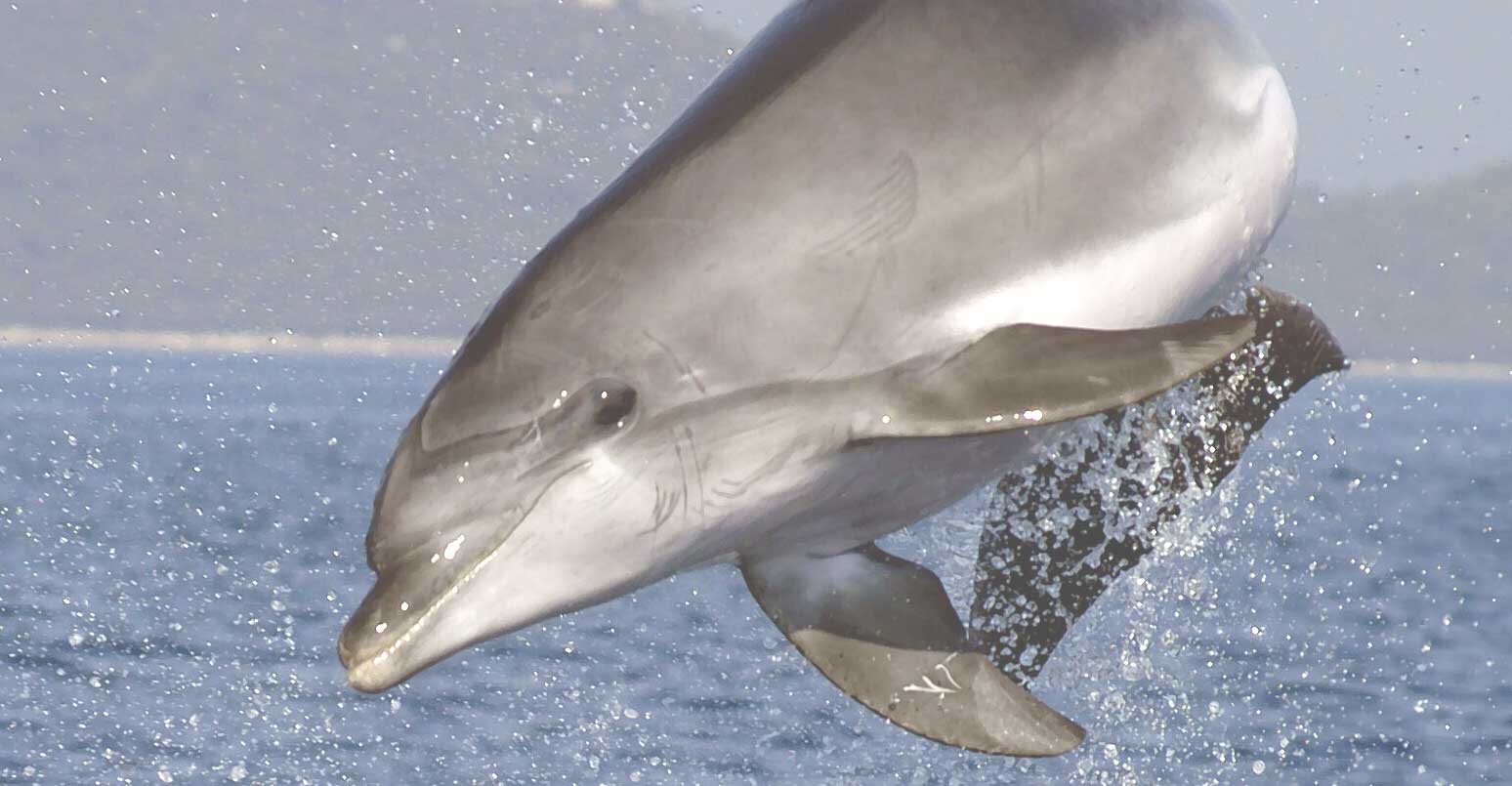 delfin